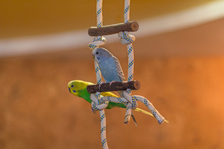 Two parrots sit on a pole in the apartment. Birdsの写真素材