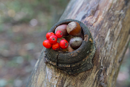 Hazelnut and rowan berries in the forest. Natureの写真素材