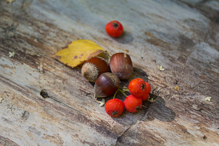 Hazelnuts and red viburnum lie on a wooden surface. Natureの写真素材
