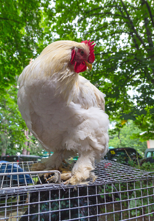 White rooster sitting on the cage. Agricultureの写真素材