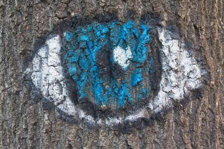 Eye painted on the bark of a tree. Backgrounds and texturesの写真素材