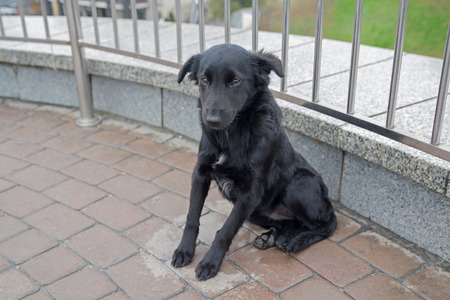 Stray dog is sitting on the pavement. Petsの写真素材