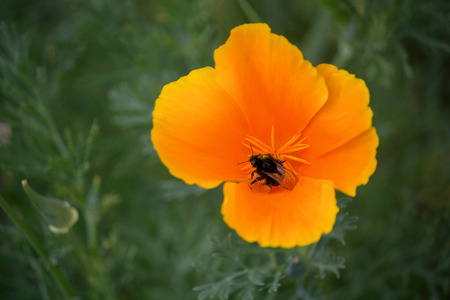 Beetlee flying over flowers yellow flowers