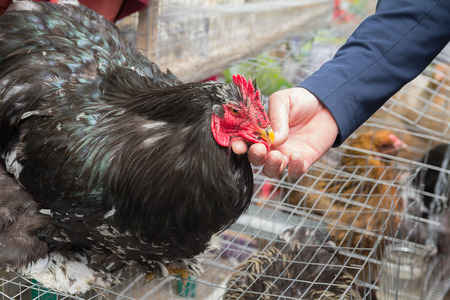Buyer inspects a beautiful cock on the market. Animalsの写真素材