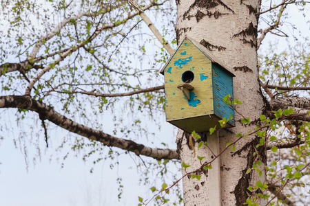 Old wooden birdhouse on the birch. Birdsの写真素材