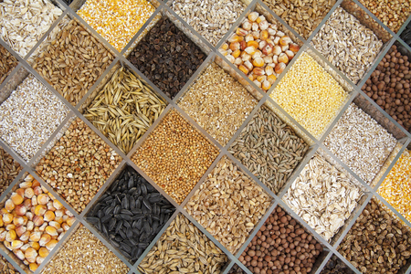 Various seeds for planting in the cells. Natural texture.の写真素材