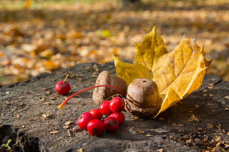 Acorns and rowan berries on a stump. Natureの写真素材