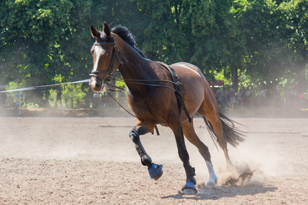 Horse race at the racetrack during training. Sportの写真素材