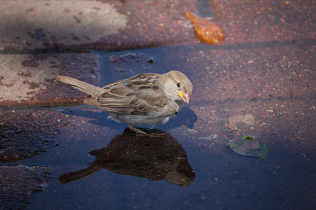 Sparrow bathes in a puddle on a hot day. Birdsの写真素材