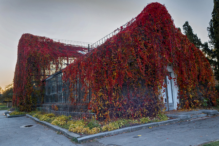 Old building with the red Ivy. Architectureの写真素材