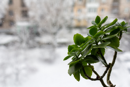 Houseplant on the windowsill and winter outside the windowの写真素材
