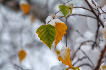 Green and yellow leaf covered with snow close-up. Off-seasonの写真素材