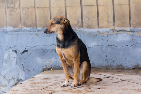 Hungry homeless dog looks with hope. Rescueの写真素材