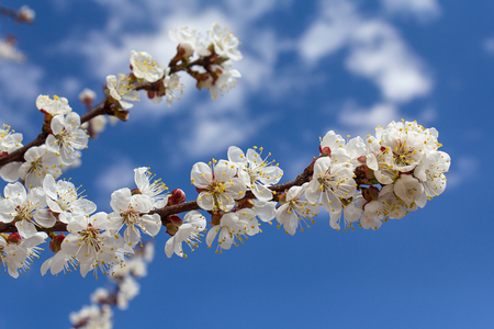 Branch of cherry blossoms in the sky close-upの写真素材