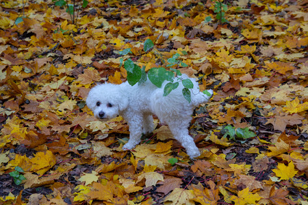 Pure white dog walks in an autumn park. Petsの写真素材