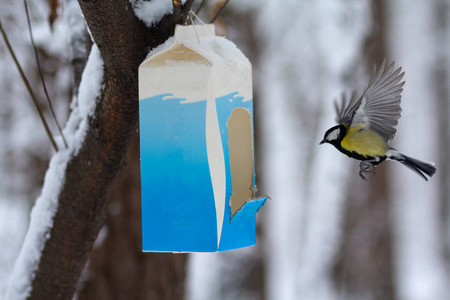 Tit at the feeders in the winter park. Birdsの写真素材