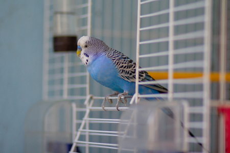 Blue wavy parrot sits at the exit of the cage. Birdsの写真素材