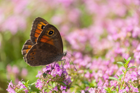 Orange butterfly pollinates flowers on a sunny day. Insectsの写真素材