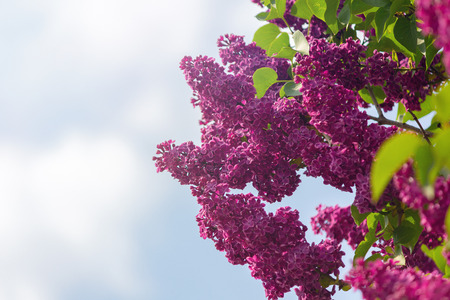 Branch of blossoming lilac against the blue sky. Nature