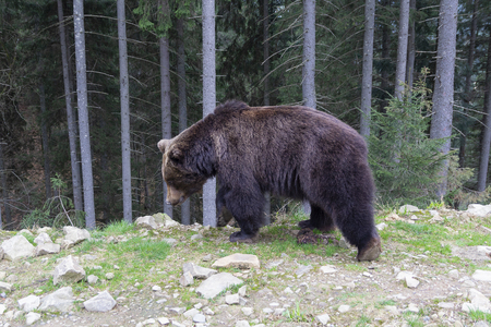 Brown bear walking along the forest. Animalsの写真素材