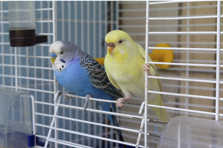 Two parrot sits at the exit of the cage. Birdsの写真素材
