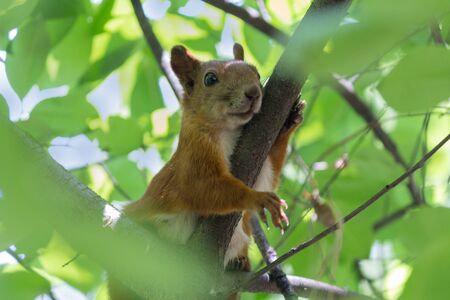 Red squirrel sits on a branch. Animals
