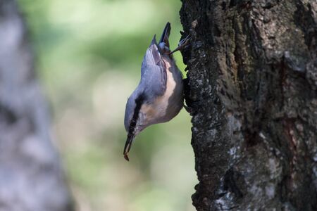 Nuthatch extracts food sitting on the side of the tree. Birdsの写真素材