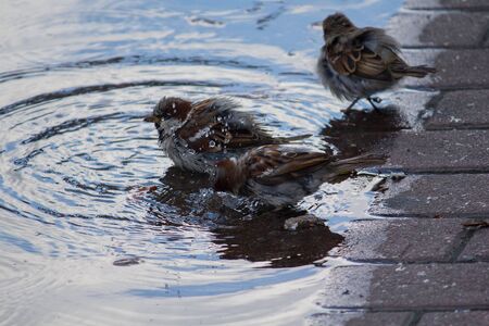 Sparrows bathe in a puddle in the heat. Birdsの写真素材