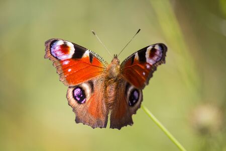Peacock butterfly (Aglais io, the European peacock) sitting on a plnat on a meadowの写真素材