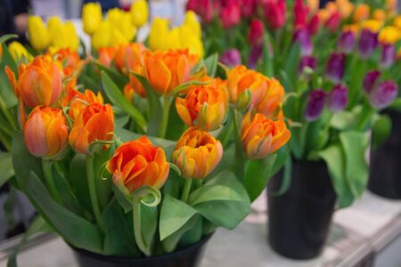 Beautiful multi-colored tulips on the market. Showcase with flowersの写真素材
