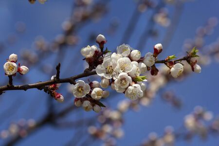Branch of cherry blossoms in the sky close-upの写真素材