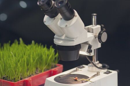 Microscope and plant seeds on a table in a laboratory. Agriculture