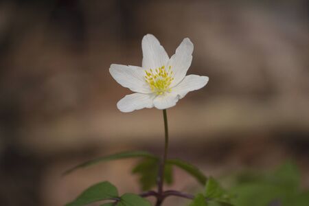 Wood anemone (Anemone nemorosa) in shady wood, early spring flower in buttercup family Ranunculaceaeの写真素材