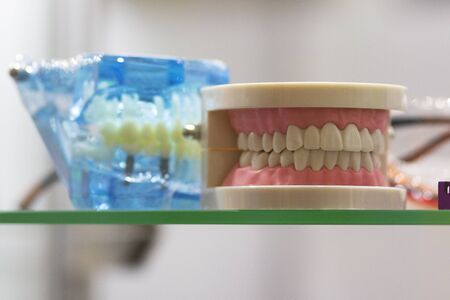 Plastic jaw with teeth. Layout for the study of human anatomyの写真素材