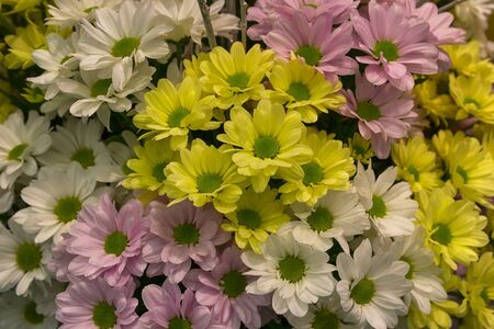 Bright multi-colored asters in a bouquet. Flowersの写真素材