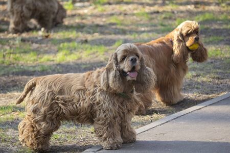 Grls on a walk. Petsoup of red spanieの写真素材