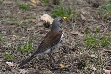 Blackbird with a yellow beak on the ground. Birds