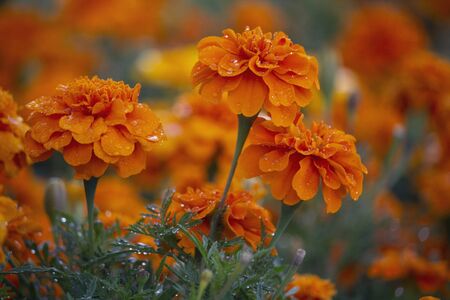 Orange marigolds on a bed sweats rain. Flowers