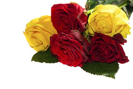 Beautiful red and yellow rose isolated on white backgroundの写真素材