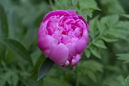 Fluffy purple peony closeup. Flowers and gardensの写真素材