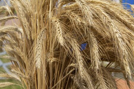 Bundle of ears of wheat close up. Agricultureの写真素材