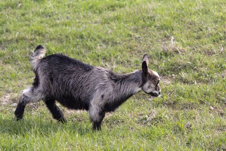 Shaggy goat grazing on a green meadow. Farmの写真素材