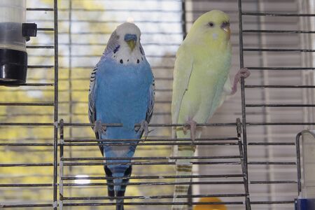 Two parrot sits at the exit of the cage. Birdsの写真素材