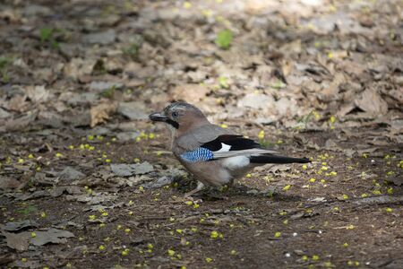 Eurasian jay looking for food in spring. Birdsの写真素材