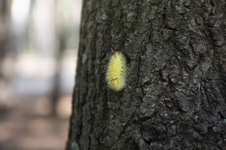 Calliteara pudibunda, or pale tussock climbing on the bark of tree. insectsの写真素材