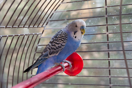 Blue parrot in cage indoors. Animalの写真素材