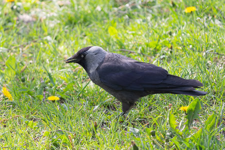 Jackdaw on the grass in search of food. Animalの写真素材