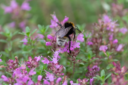 Bumblebee dusts purple flowers in spring. Natureの写真素材