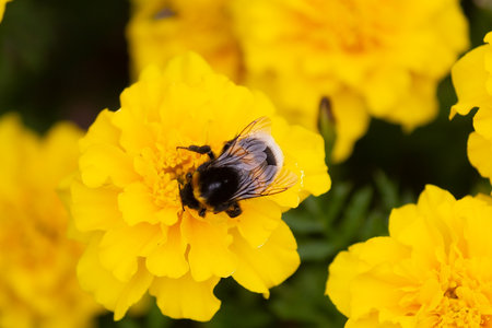 Bee on yellow flower, and collecting nectar. Nature