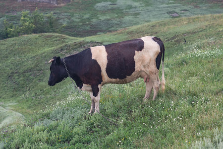Cow grazing on a spring meadow. Animal
